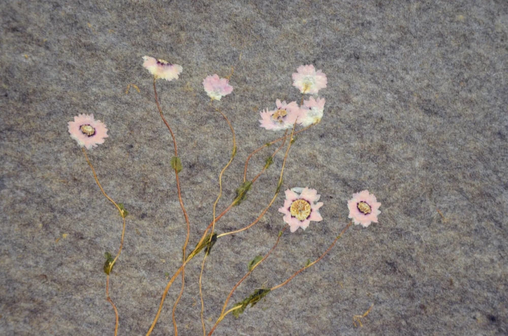 灰色羊毛、粉色鳞托菊