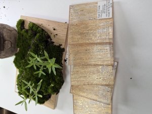 夹丝玻璃