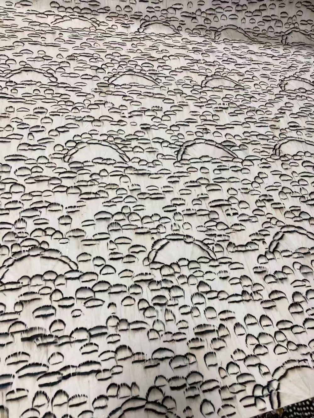 天使的羽毛
