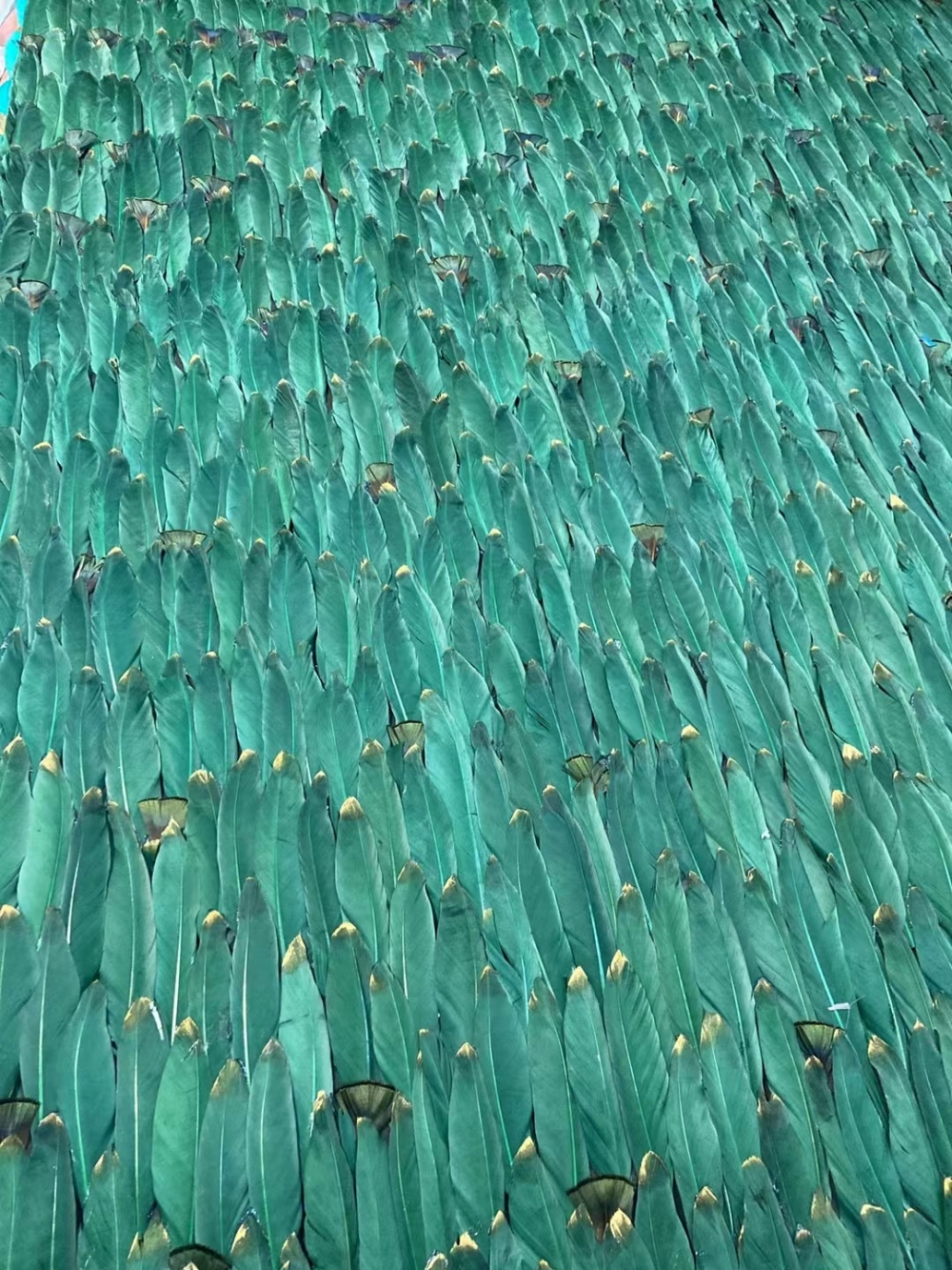 天使之羽毛